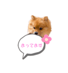 pomeranianファミリー（個別スタンプ：17）