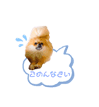 pomeranianファミリー（個別スタンプ：18）