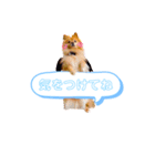 pomeranianファミリー（個別スタンプ：19）