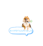 pomeranianファミリー（個別スタンプ：21）
