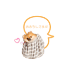 pomeranianファミリー（個別スタンプ：22）