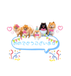 pomeranianファミリー（個別スタンプ：23）