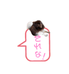 pomeranianファミリー（個別スタンプ：24）