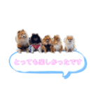 pomeranianファミリー（個別スタンプ：25）