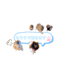 pomeranianファミリー（個別スタンプ：26）