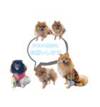pomeranianファミリー（個別スタンプ：27）