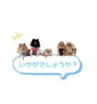 pomeranianファミリー（個別スタンプ：29）
