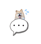 pomeranianファミリー（個別スタンプ：30）
