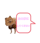 pomeranianファミリー（個別スタンプ：31）