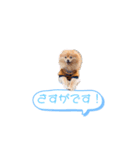 pomeranianファミリー（個別スタンプ：34）