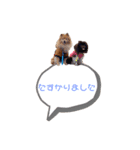 pomeranianファミリー（個別スタンプ：35）