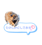 pomeranianファミリー（個別スタンプ：36）