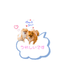 pomeranianファミリー（個別スタンプ：37）