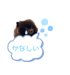 pomeranianファミリー（個別スタンプ：39）