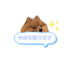 pomeranianファミリー（個別スタンプ：40）