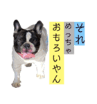 ブヒ3兄弟（個別スタンプ：1）