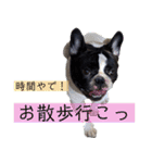 ブヒ3兄弟（個別スタンプ：2）