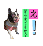 ブヒ3兄弟（個別スタンプ：3）