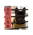 ブヒ3兄弟（個別スタンプ：7）