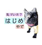 ブヒ3兄弟（個別スタンプ：8）