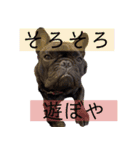 ブヒ3兄弟（個別スタンプ：9）