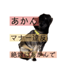 ブヒ3兄弟（個別スタンプ：11）