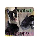 ブヒ3兄弟（個別スタンプ：16）