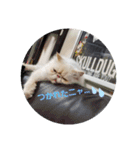 かぶき氏の暮らし（個別スタンプ：4）