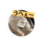 ノルウェージャンのエル③（個別スタンプ：3）