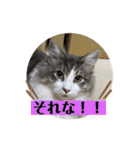 ノルウェージャンのエル③（個別スタンプ：4）