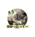 ノルウェージャンのエル③（個別スタンプ：5）