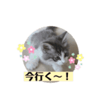ノルウェージャンのエル③（個別スタンプ：9）