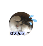 ノルウェージャンのエル③（個別スタンプ：12）