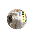 ノルウェージャンのエル③（個別スタンプ：13）