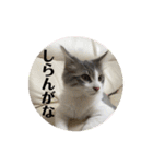 ノルウェージャンのエル③（個別スタンプ：20）