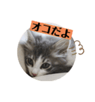 ノルウェージャンのエル③（個別スタンプ：21）