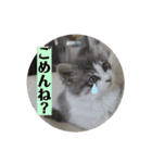 ノルウェージャンのエル③（個別スタンプ：22）