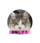ノルウェージャンのエル③（個別スタンプ：24）