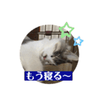 ノルウェージャンのエル③（個別スタンプ：25）