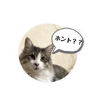 ノルウェージャンのエル③（個別スタンプ：28）