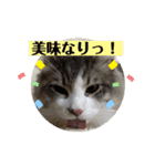 ノルウェージャンのエル③（個別スタンプ：31）