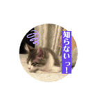 ノルウェージャンのエル③（個別スタンプ：32）