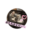 ノルウェージャンのエル③（個別スタンプ：34）