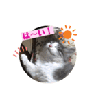 ノルウェージャンのエル③（個別スタンプ：40）