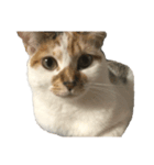 みぃちゃん（飼い主自己満スタンプ）（個別スタンプ：1）