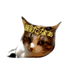飼い猫－双葉といぶき❮芽吹❯のスタンプ（個別スタンプ：1）
