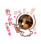 飼い猫－双葉といぶき❮芽吹❯のスタンプ（個別スタンプ：7）