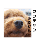 ここたスタンプ色々（個別スタンプ：3）