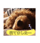 ここたスタンプ色々（個別スタンプ：6）