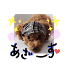 ここたスタンプ色々（個別スタンプ：13）